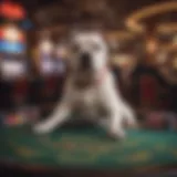 Bo Dog Casino logo showcasing its brand identity